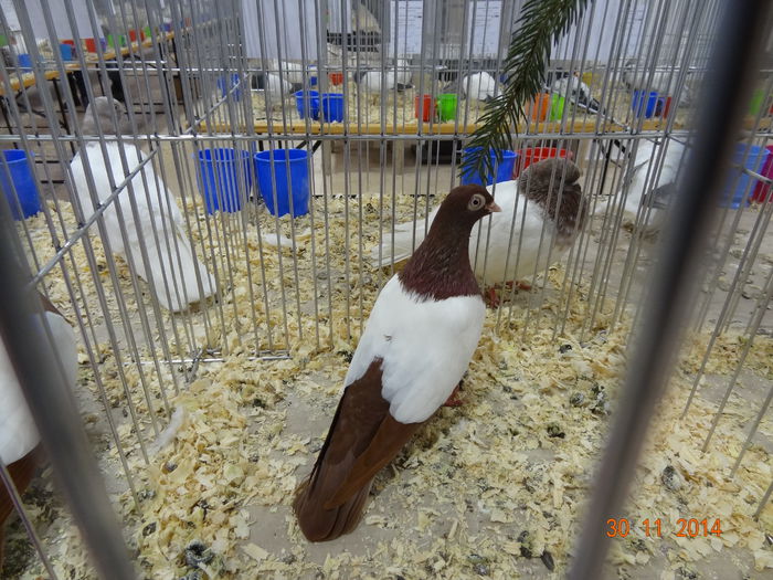 DSC03717 - 1--PORUMBEI NATIONALA SV-2014