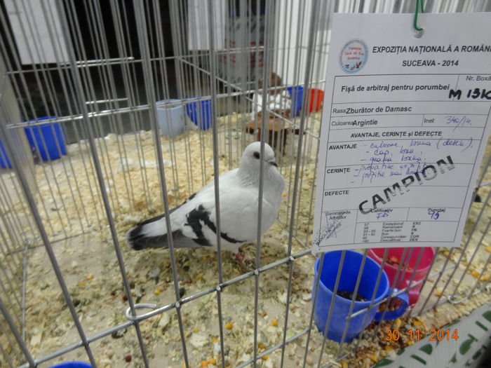 DSC03718 - 1--PORUMBEI NATIONALA SV-2014