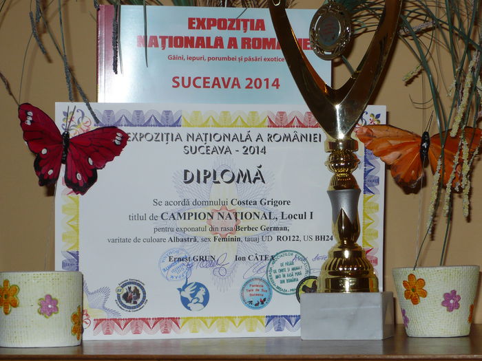 259 - AAA   CAMPION NATIONAL EXPO SUCEAVA 2014