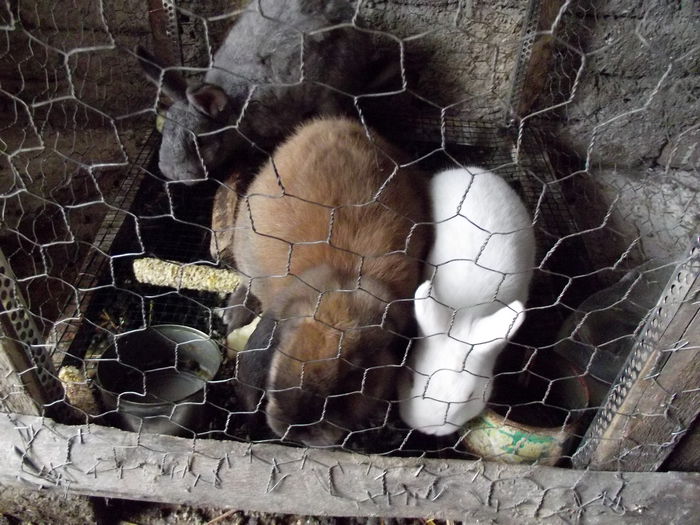 femela berbec german femela hermelin femela comuna (3)