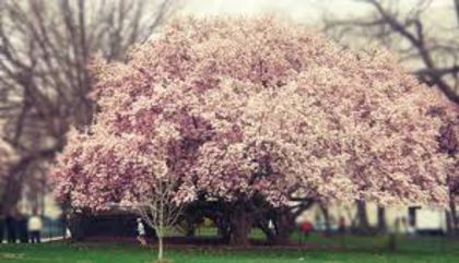 images-44 - cheery blossoms