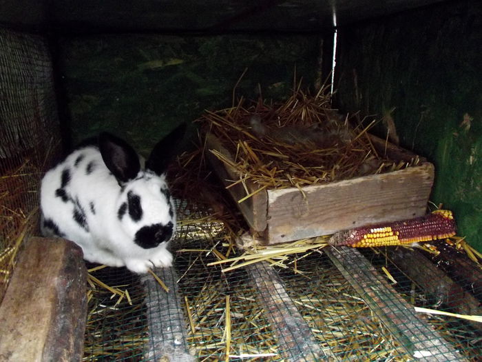 cuib 19.11.2014 anisia-albus (2)