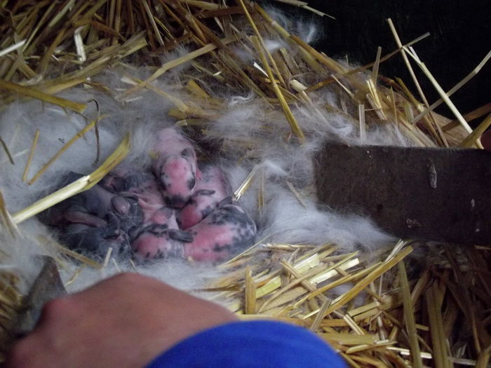 cuib 19.11.2014 anisia-albus (3)