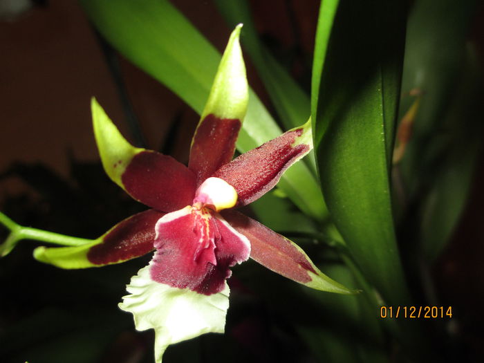 beallara eurostarr 2 2014.12.01