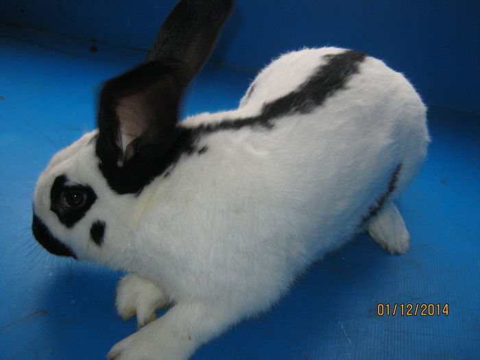 Picture 045; MASCUL FLUTURE GERMAN
