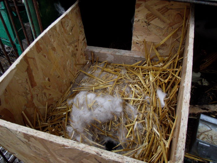 cuib 23.11.2014 cali-victoras- 2 buc (1)