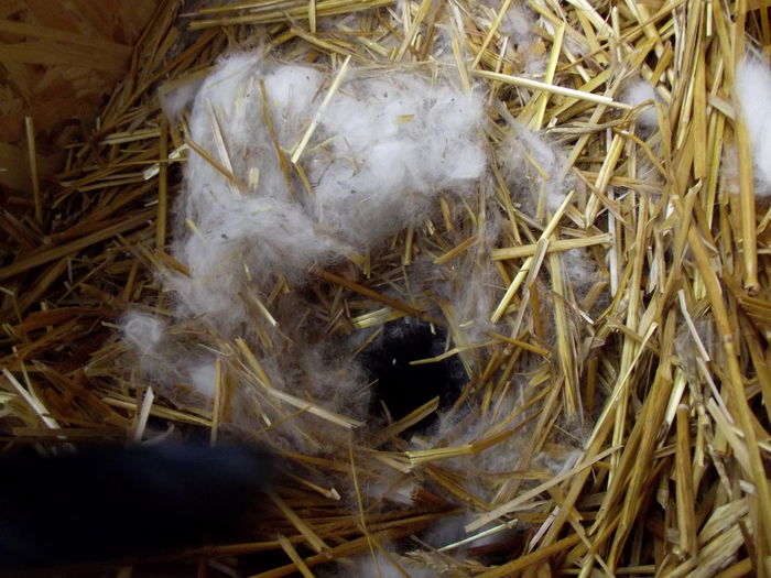 cuib 23.11.2014 cali-victoras- 2 buc (3)