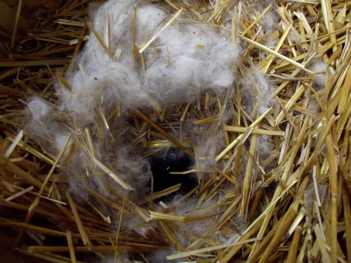 cuib 23.11.2014 cali-victoras- 2 buc (4)