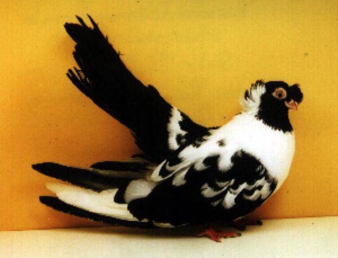 ACKERMANN - 0 Rase de porombei  deosebite