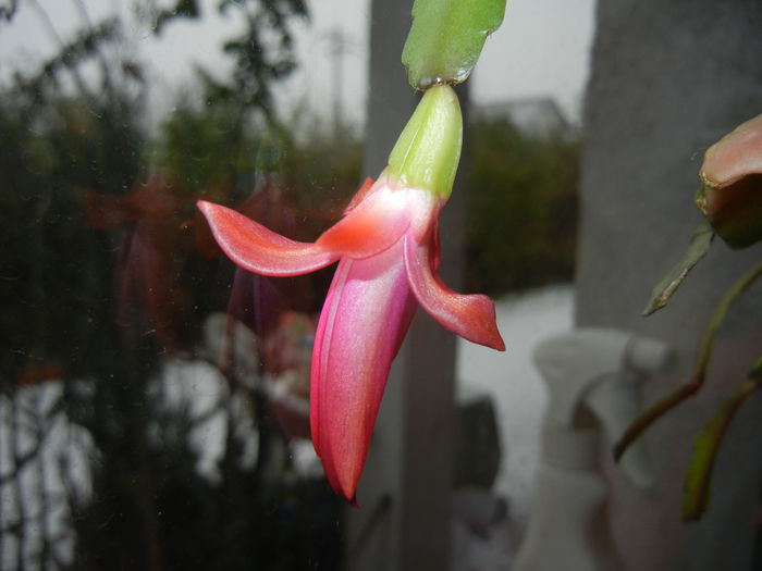 Pink Schlumbergera (2014, December 01) - Schlumbergera Pink