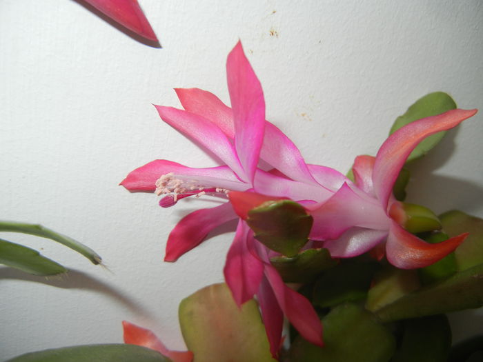 Pink Schlumbergera (2014, December 01) - Schlumbergera Pink