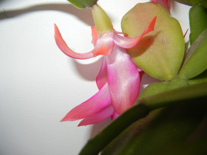 Pink Schlumbergera (2014, December 01)