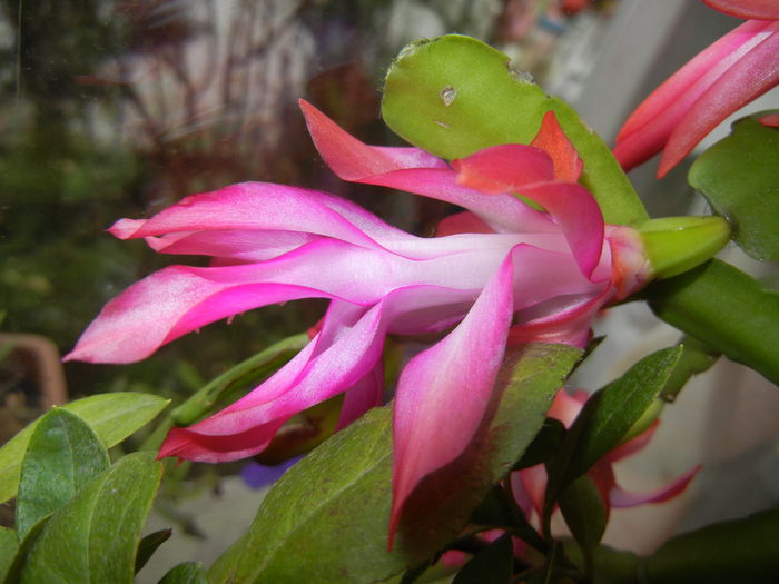 Pink Schlumbergera (2014, December 01)