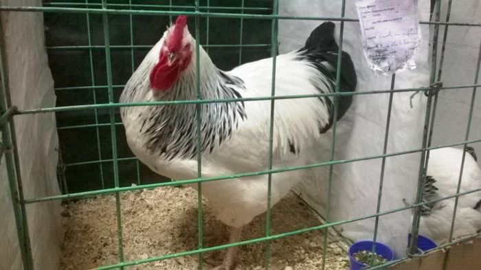 SUSSEX herminat deschis - Expozitia nationala Suceava 2014