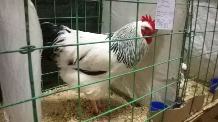 SUSSEX herminat deschis - Expozitia nationala Suceava 2014