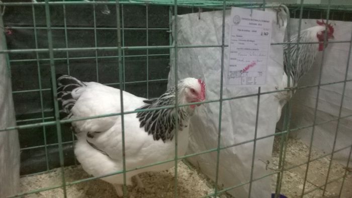 WP_20141128_13_54_07_Smart