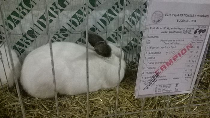 WP_20141130_12_08_48_Smart - Expozitia nationala Suceava 2014