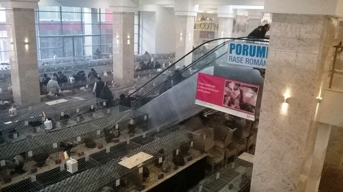 WP_20141130_12_16_13_Smart - Expozitia nationala Suceava 2014