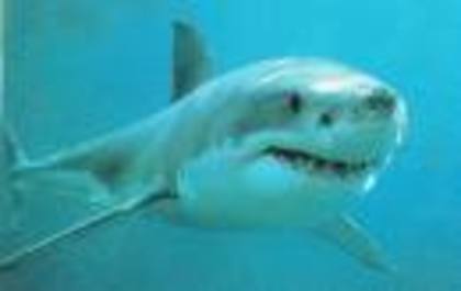 rechinul alb - vietatile din oceane