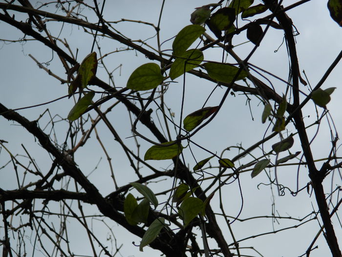 DSCN5097 - DECEMBRIE_2014