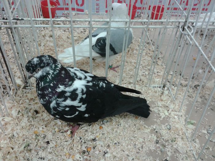 Expozitia Nationala Suceava 2014