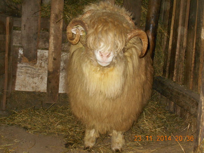 Picture 1986 - Berbeci 2o14-2015