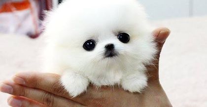 safe_image.php - Cute White Pomeranian