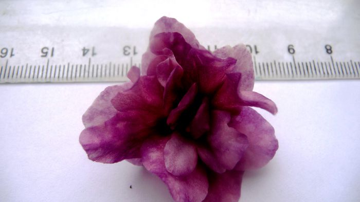 ARMAGEDON FLOARE DIM