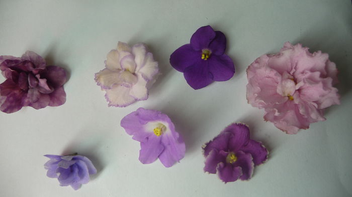 flori - Violete inflorite