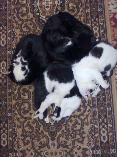 ROATA DE PISICI - AA PISICILE MELE