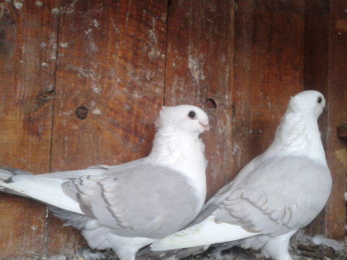 Fotografie-0063_1 - Silvereti