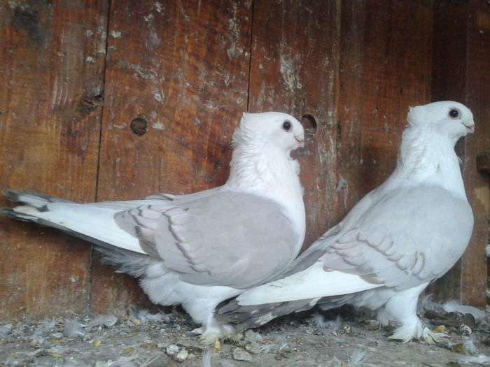 Fotografie-0062_1 - Silvereti