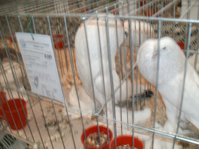 IMG_1019 - Expo Nationala Suceava 2014