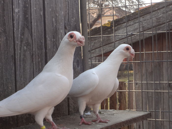  - 04-CARUNCULAT DE ORADEA 2008-2017