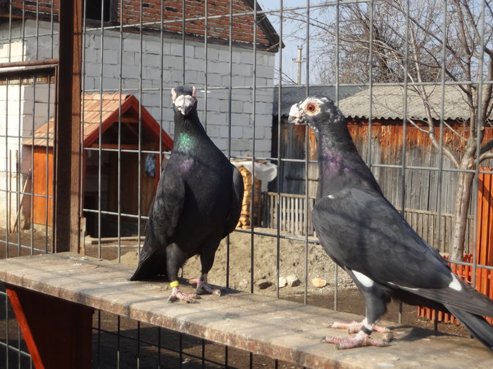 2014 - 04-CARUNCULAT DE ORADEA 2008-2017