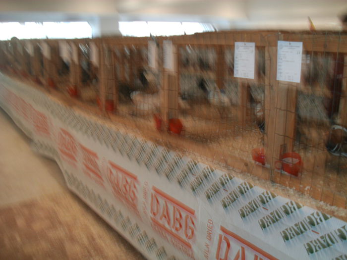 IMG_1052 - Expo Nationala Suceava 2014