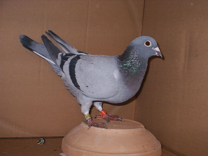 2014.12.02. - My Pigeons