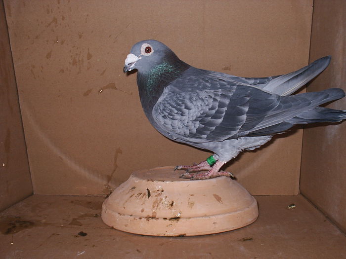 2014 12 02 - My Pigeons