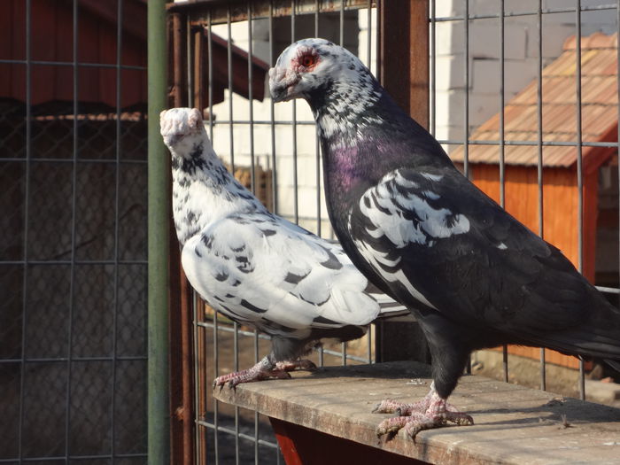  - 04-CARUNCULAT DE ORADEA 2008-2017