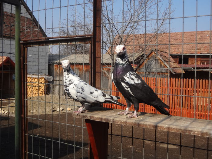 2014 - 04-CARUNCULAT DE ORADEA 2008-2017