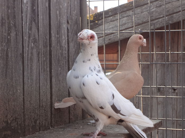 PERECHEA 9. - 04-CARUNCULAT DE ORADEA 2008-2017