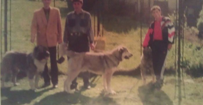 Caini ciobanesti Rucar