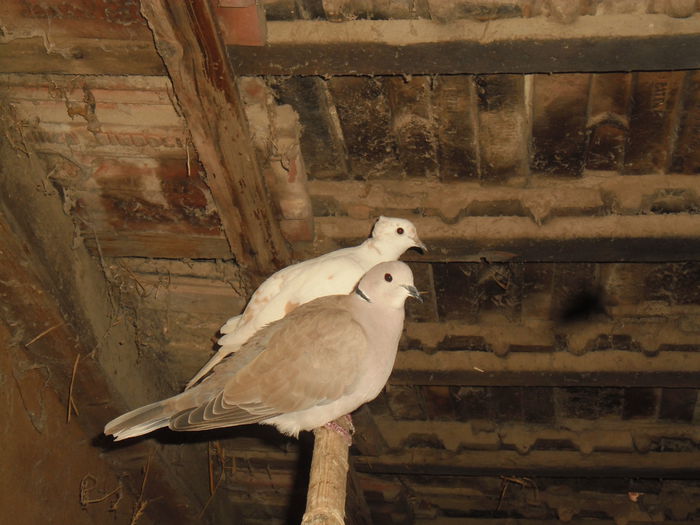 si ele au intrat in hibernare:))