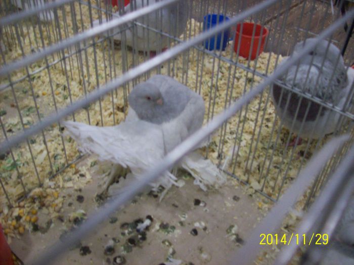 poze 09 11 2014 884 - POZE EXPO NATIONALA SUCEAVA 2014