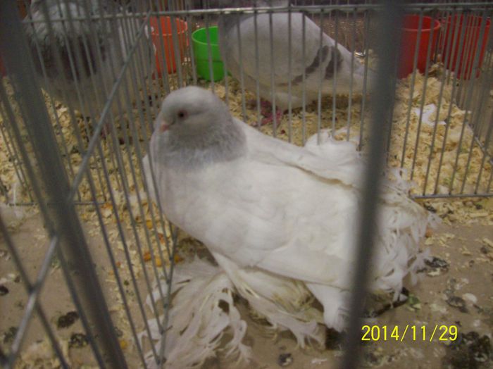 poze 09 11 2014 885 - POZE EXPO NATIONALA SUCEAVA 2014