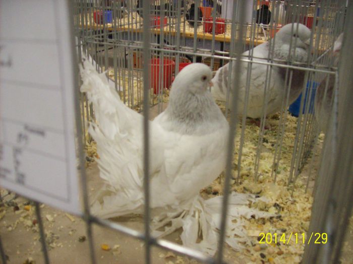 poze 09 11 2014 886 - POZE EXPO NATIONALA SUCEAVA 2014