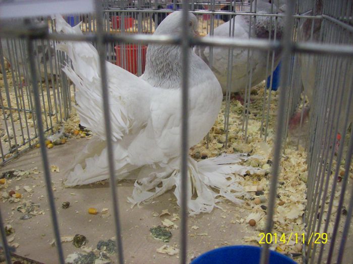 poze 09 11 2014 887 - POZE EXPO NATIONALA SUCEAVA 2014