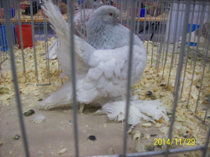 poze 09 11 2014 888 - POZE EXPO NATIONALA SUCEAVA 2014