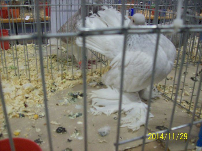 poze 09 11 2014 889 - POZE EXPO NATIONALA SUCEAVA 2014