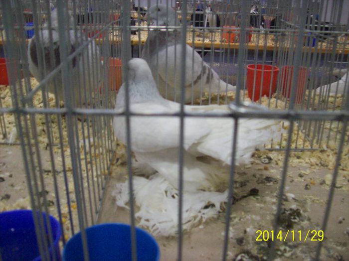 poze 09 11 2014 890 - POZE EXPO NATIONALA SUCEAVA 2014